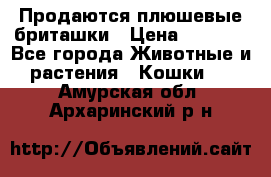 Продаются плюшевые бриташки › Цена ­ 2 500 - Все города Животные и растения » Кошки   . Амурская обл.,Архаринский р-н